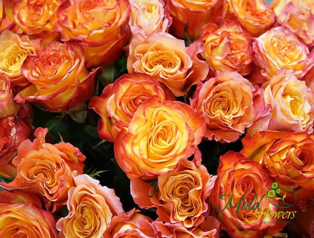 Роза оранжевая Эквадор 40-50 см Фото